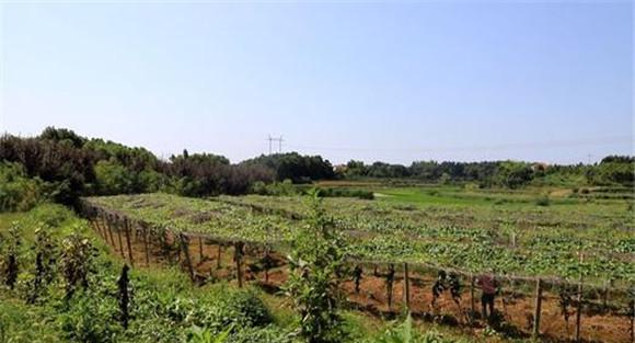 丘陵地区罗汉果种植技术