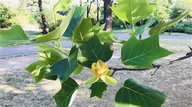鹅掌揪的栽培管理