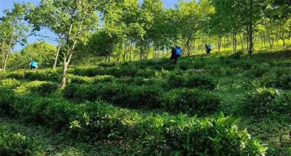 种植茶园防护林和遮阴树