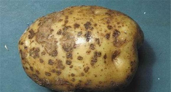 马铃薯环腐病防治