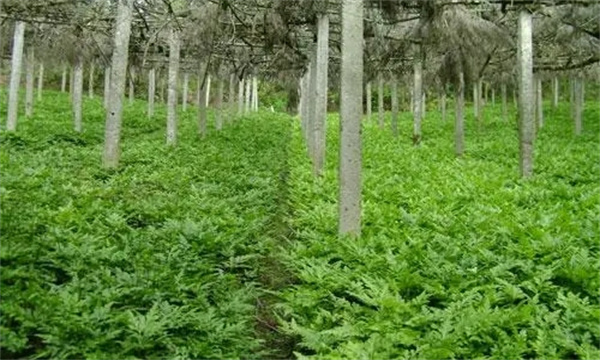 怎样做好黄连的田间管理