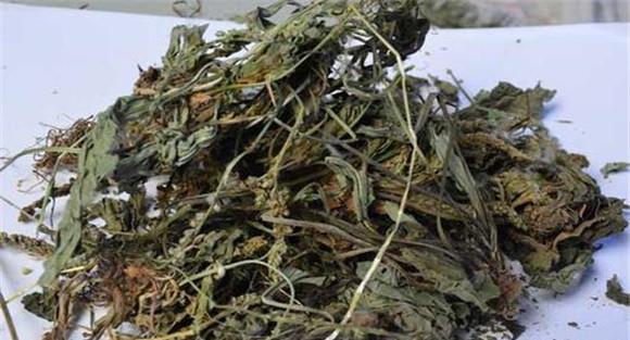 车前草的药用验