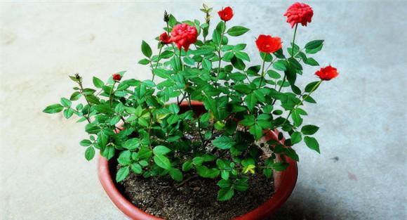 盆栽月季花养殖方法
