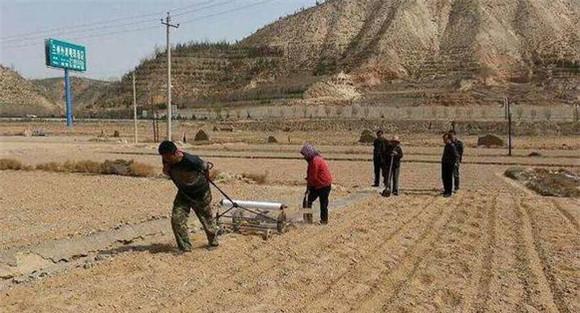 种植白兰瓜如何选地与整地