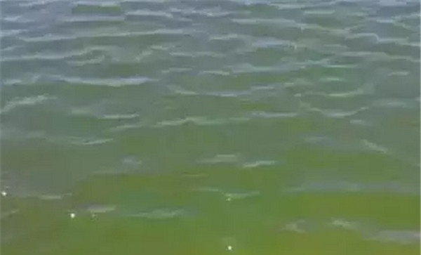 浮游生物与水色有何关系