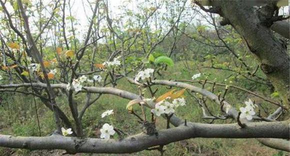 成年果树夏、秋季开花的原因