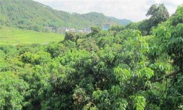 荔枝各地什么时间种植合适