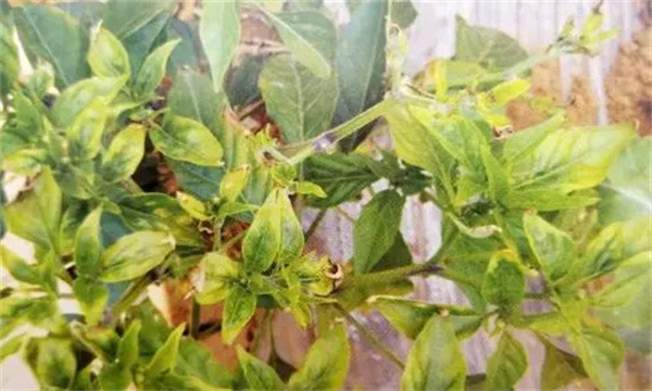 辣椒缺钙