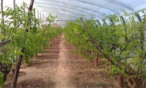 设施果树什么时间栽植比较好