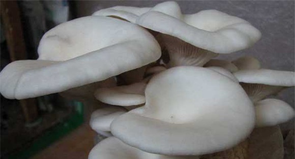 凤尾菇栽培条件
