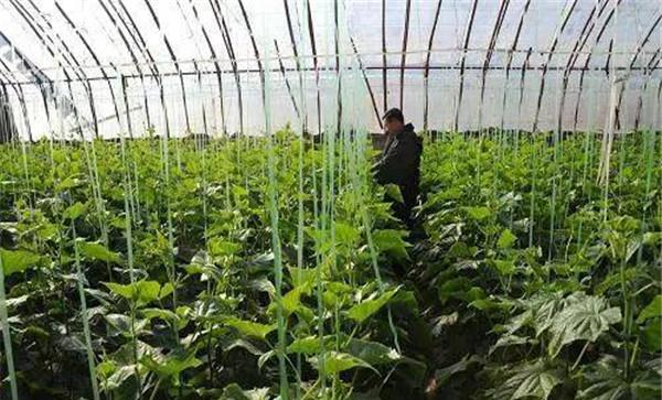 春季大棚黄瓜育苗技术要点与主要步骤