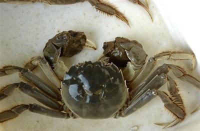 河蟹饲养方法
