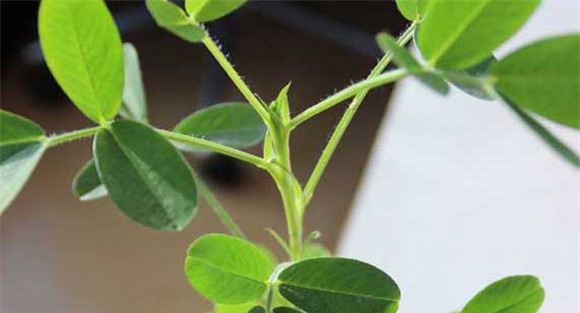 盆栽花生的花期管理