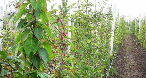 五味子种植技术与田间管理方法