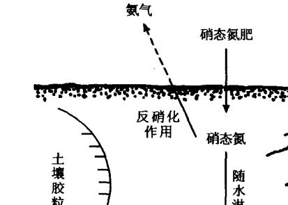 硝态氮肥为什么不宜在水稻田中施用
