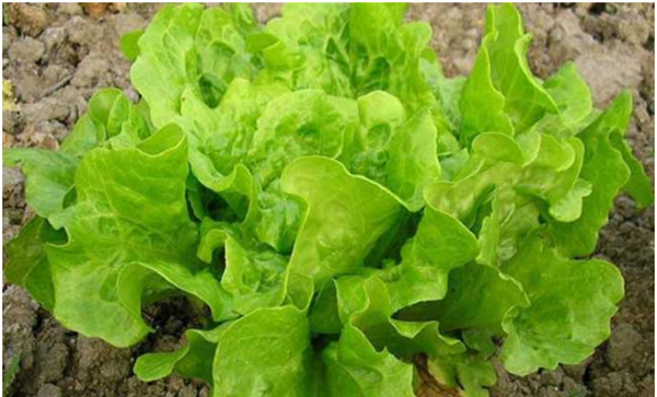 结球生菜需肥特点
