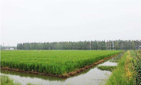 稻田改造和建设