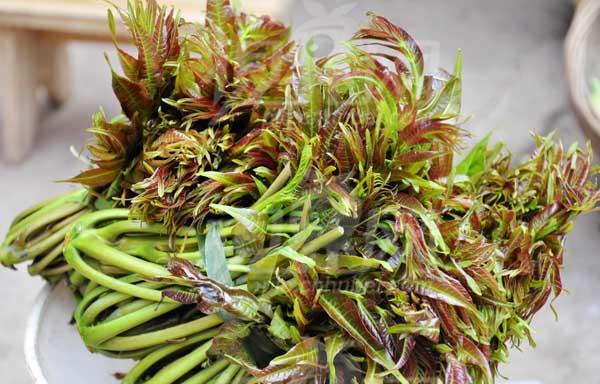 香椿种植技术