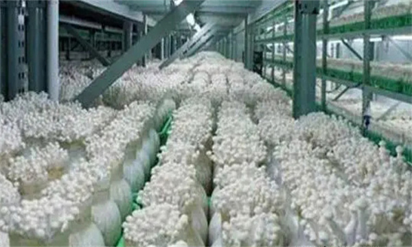 金针菇生料栽培方法