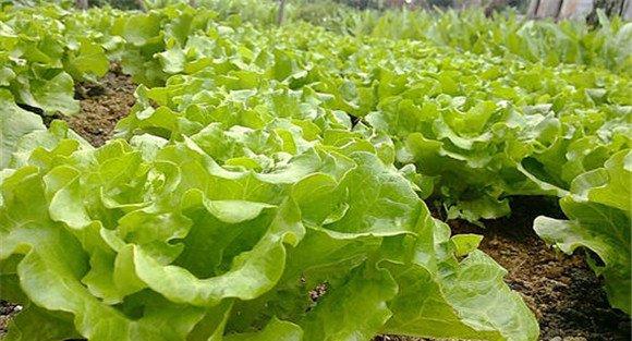生菜种植对球境条件有什么要求