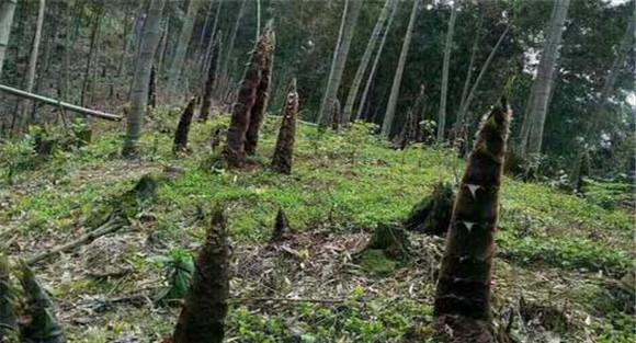竹林施肥如何估算施肥量