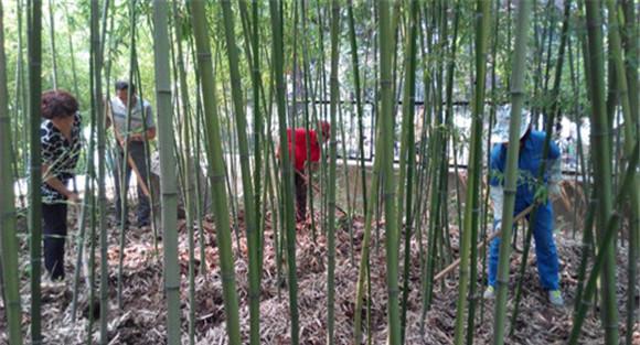 竹林的施肥时间
