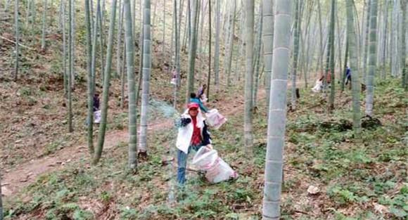 竹林各个时期的施肥量