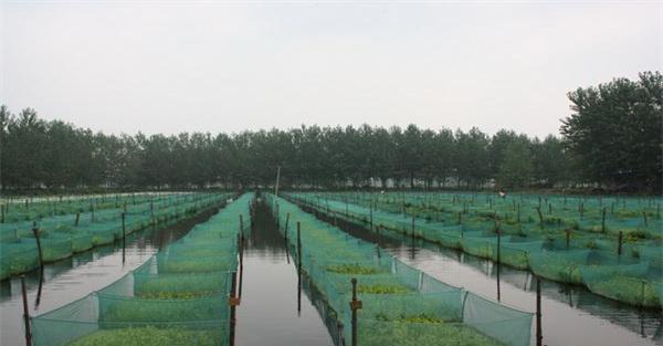 网箱养殖泥鳅需要注意