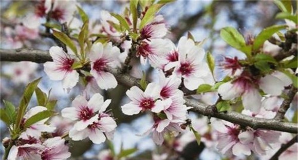 杏树的花果管理方法