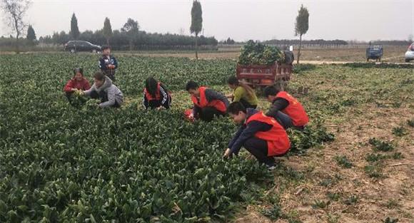 菠菜的采收要点