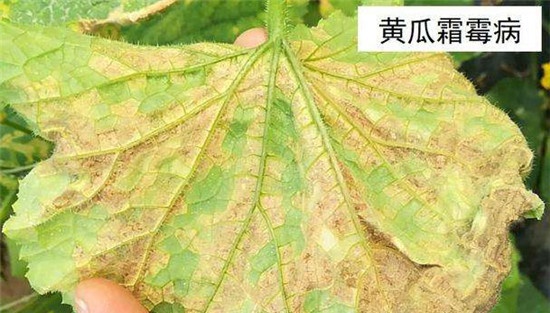 黄瓜霜霉病