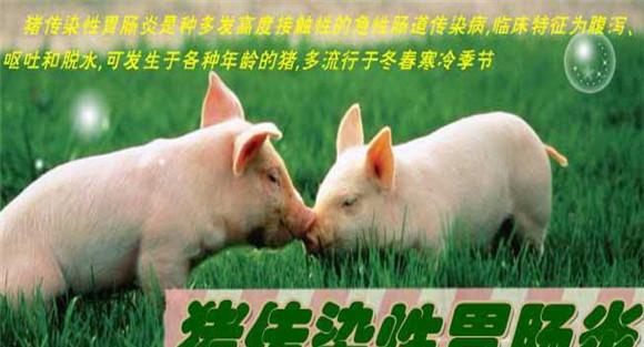 猪传染性胃肠炎症状，猪传染性胃肠炎怎么治疗