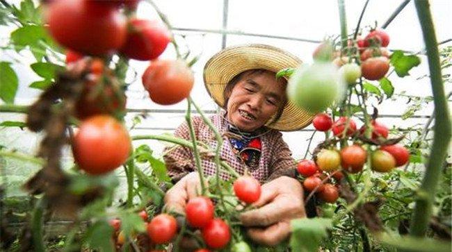 连续摘心换头