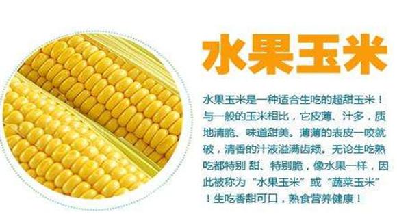 水果玉米种植时间