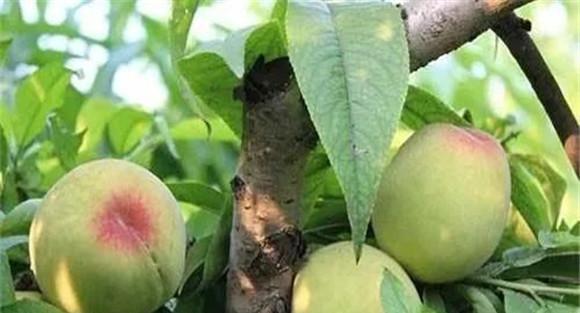 桃树根癌病如何防治