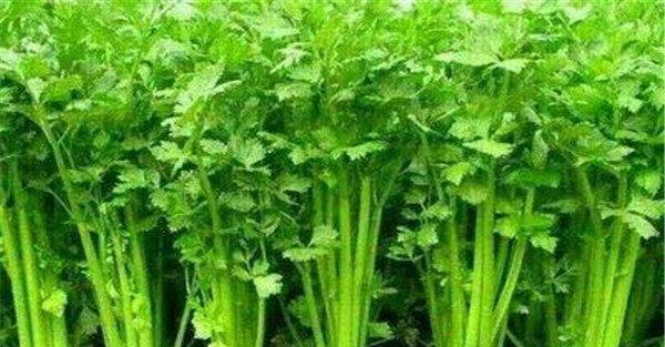 西芹的种植方法和时间