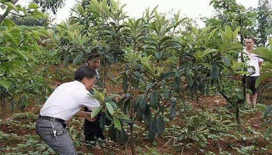春梢肥