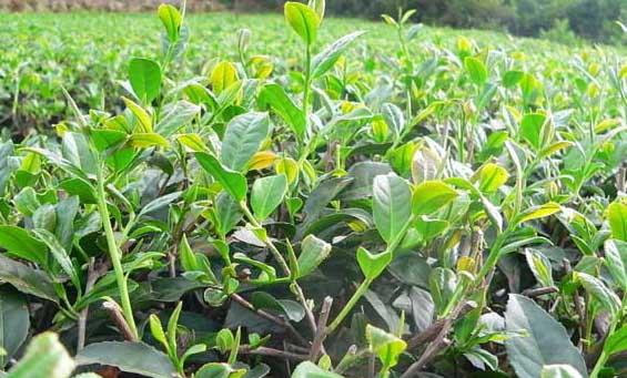 茶叶栽培技术
