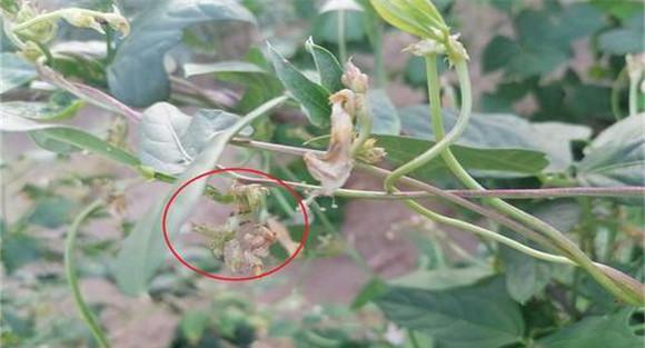 防治豆角腻虫的土办法