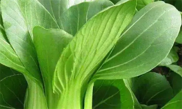 油菜的食用价值