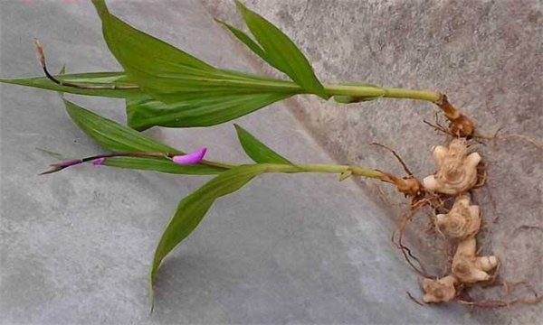 怎样提高白芨种植的成活率