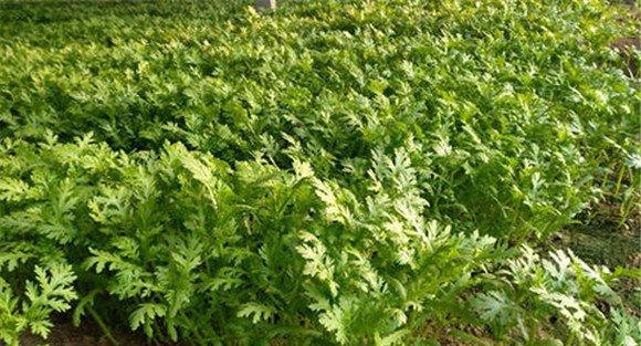 茼蒿种植时间