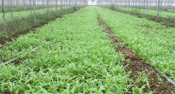 茼蒿种植方式