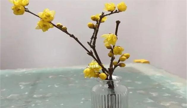 瓶插蜡梅花观赏期如何延长