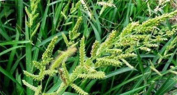 怎么除稗草