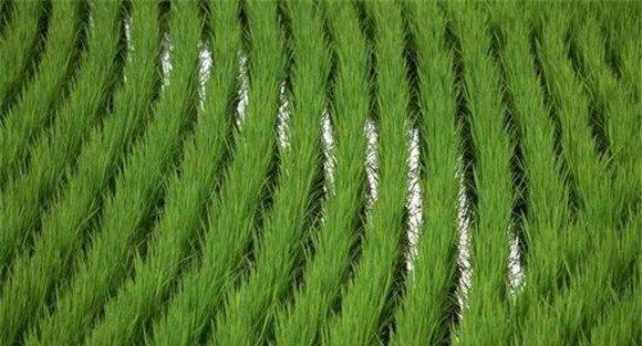 稻种拌旱育保姆用量是多少