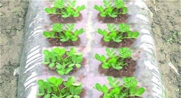 春花生地膜覆盖种植的技术要点