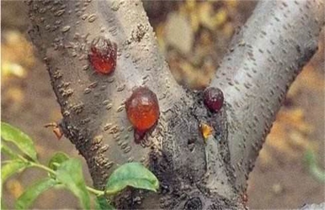 桃树流胶是什么原因