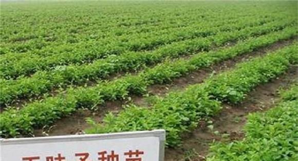 五味子育苗后的移栽定植