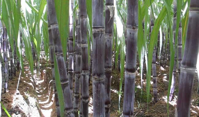 其它作物种植技术